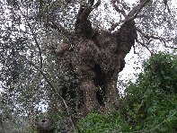 Ulivo_di_Motta - 20110228 022.jpg